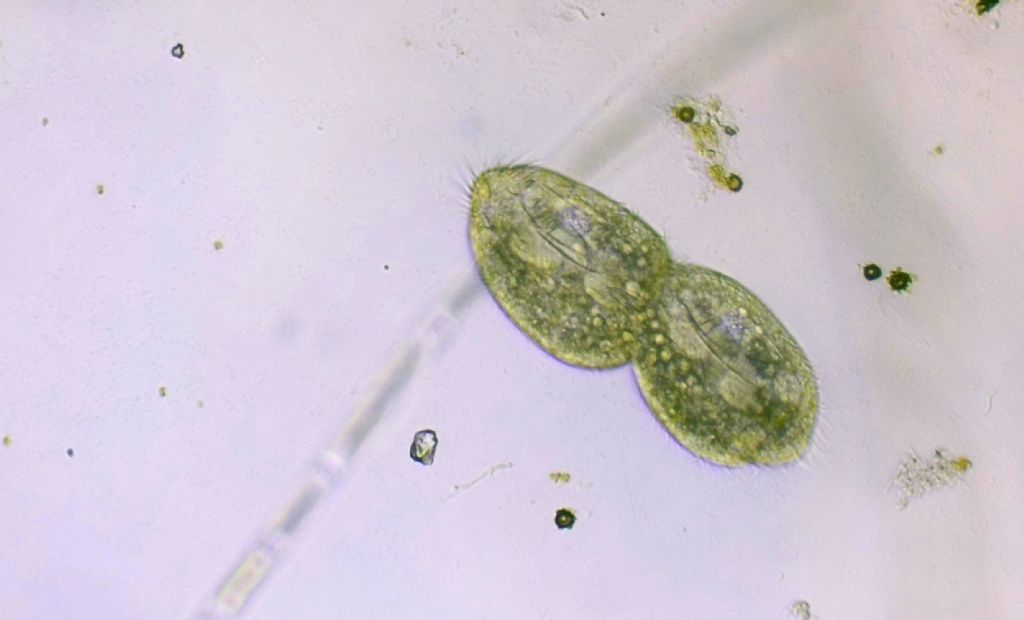 Oxytrichidae in divisione